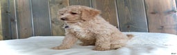 Mini Goldendoodle dogs for sale: Rusty - Ad 10