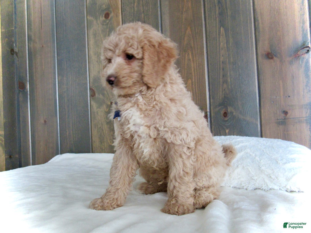 Mini Goldendoodle dogs for sale: Rusty - Ad 10