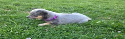 Australian Cattle Dog dogs for sale: Jill - Ad 2