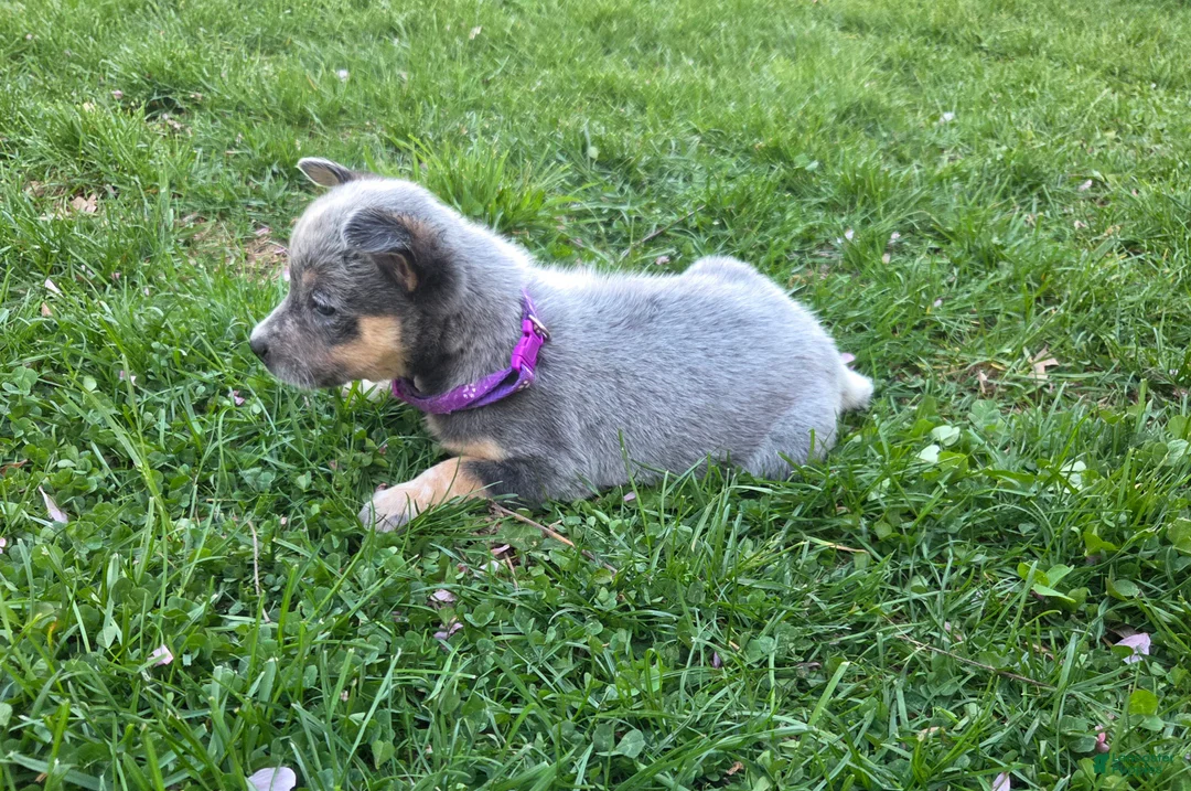 Australian Cattle Dog dogs for sale: Jill - Ad 2