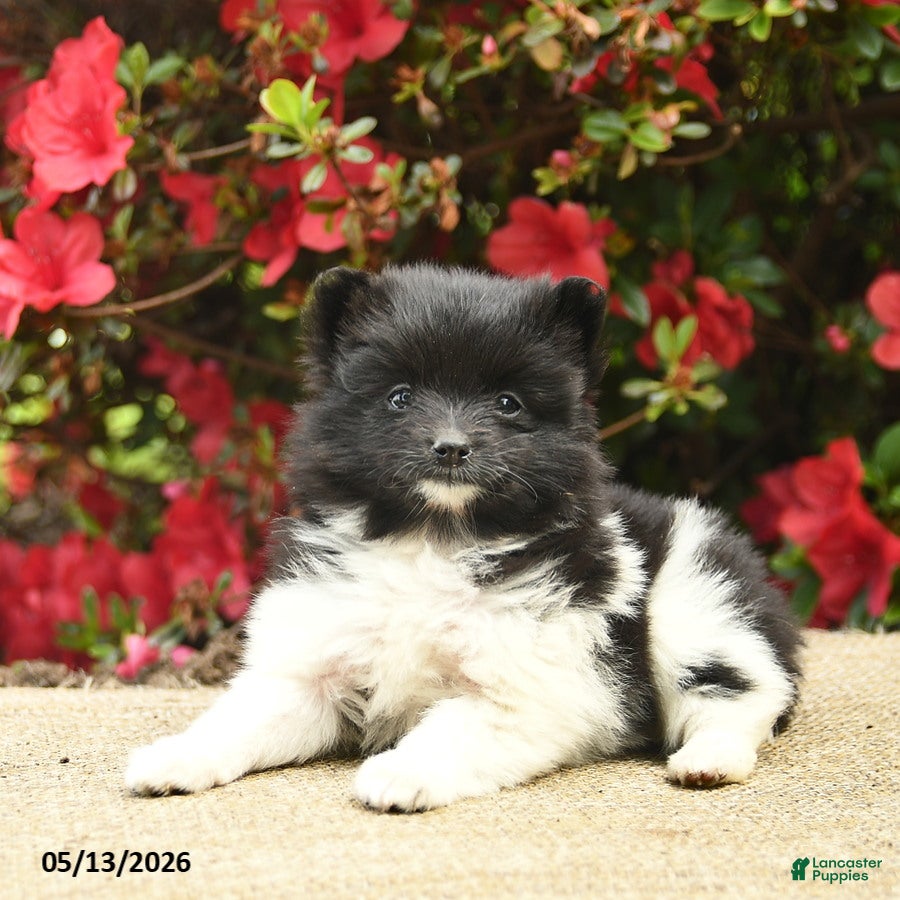 Pomeranian dogs Buttercup  - Ad 1