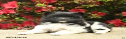 Pomeranian dogs for sale: Buttercup  - Ad 4