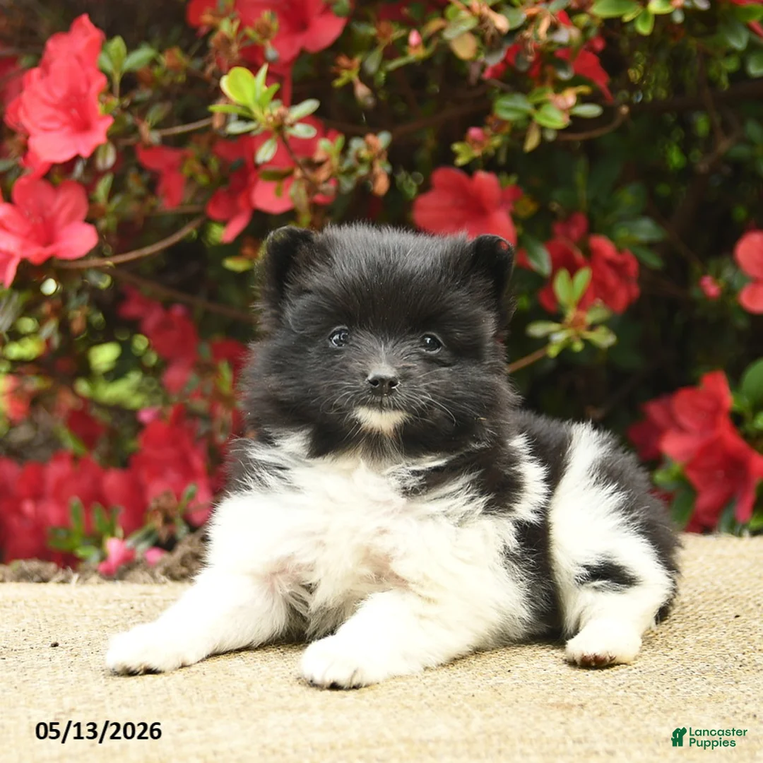 Pomeranian dogs for sale: Buttercup  - Ad 1