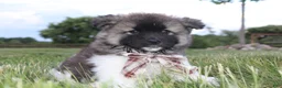 Akita dogs for sale: AKC Riley - Ad 10