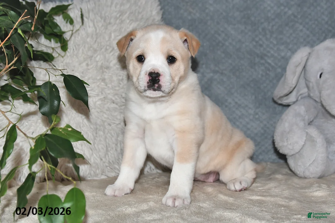 Mixed Breed dogs for sale: Rhonda - Ad 3