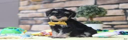 Miniature Schnauzer dogs for sale: Kevin - Ad 4