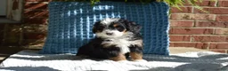 Mini Bernedoodle dogs for sale: Rosie - Ad 3