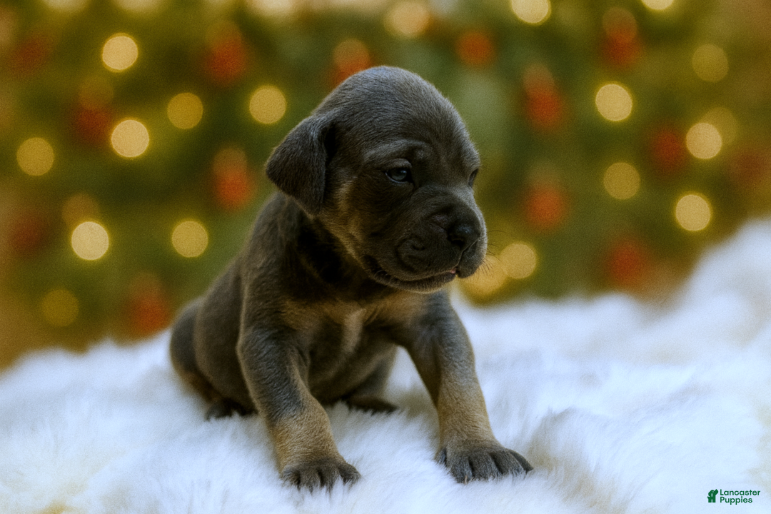 Great Dane dogs for sale: Sweetheart  - Ad 2