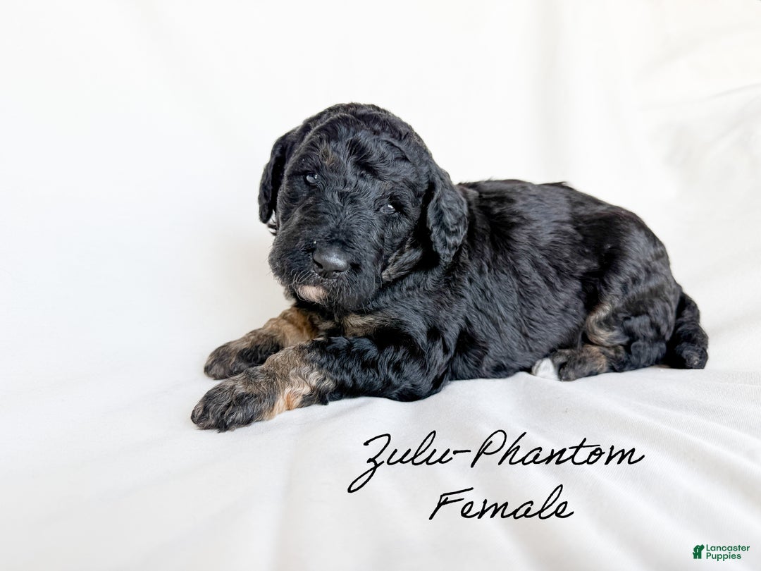 Standard Poodle dogs for sale: Zulu - Ad 1