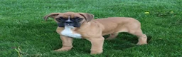 Boxer dogs for sale: Felicia - Ad 2