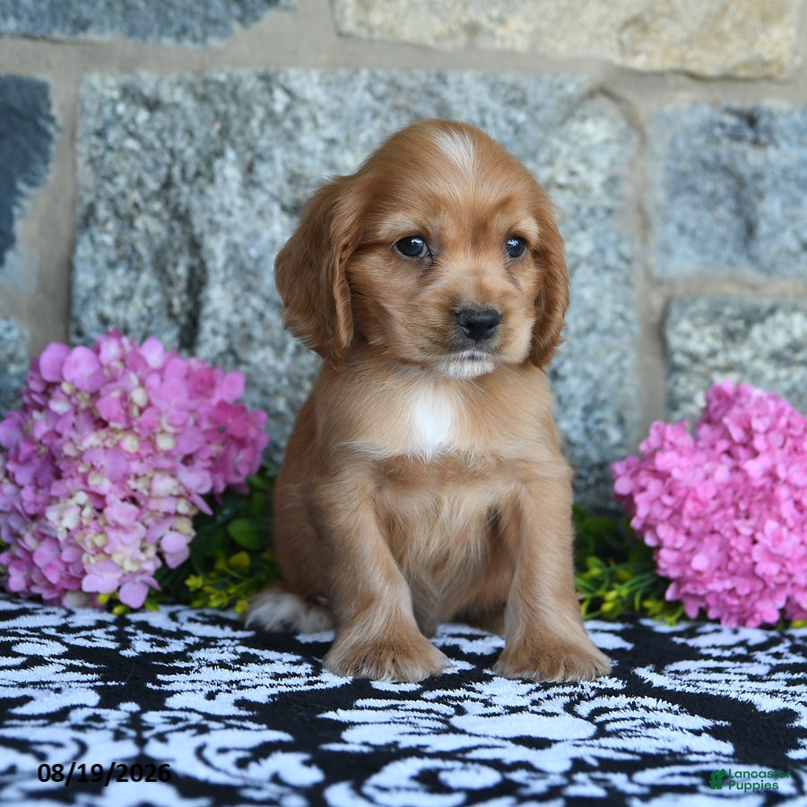 English Cocker Spaniel dogs for sale: Tommy - Ad 4