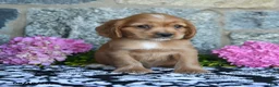 English Cocker Spaniel dogs for sale: Tommy - Ad 1