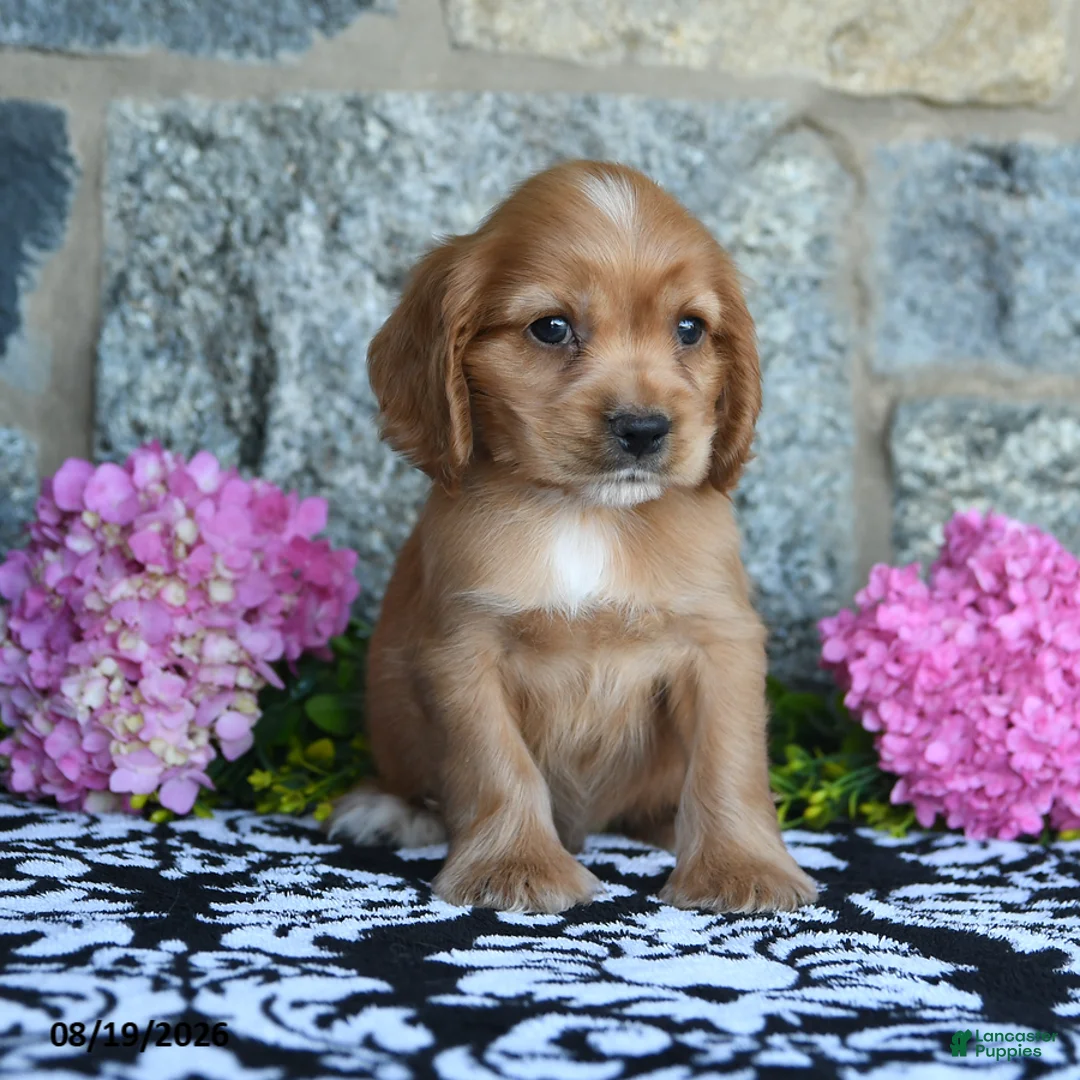 English Cocker Spaniel dogs for sale: Tommy - Ad 1