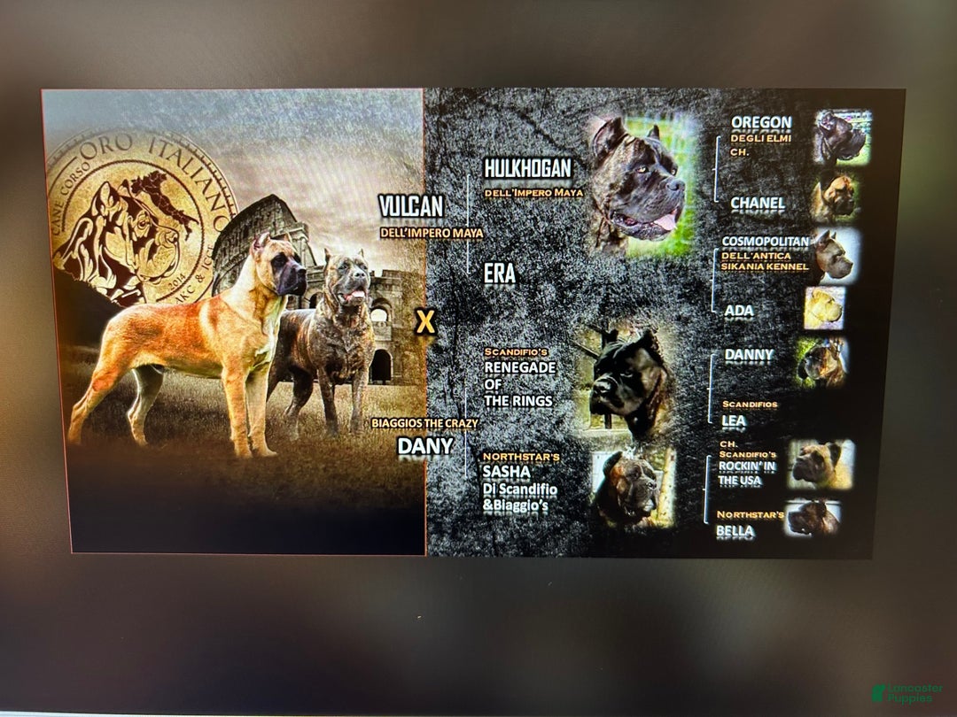 Cane Corso dogs for sale: Cane Corso Puppy 2 - Ad 6