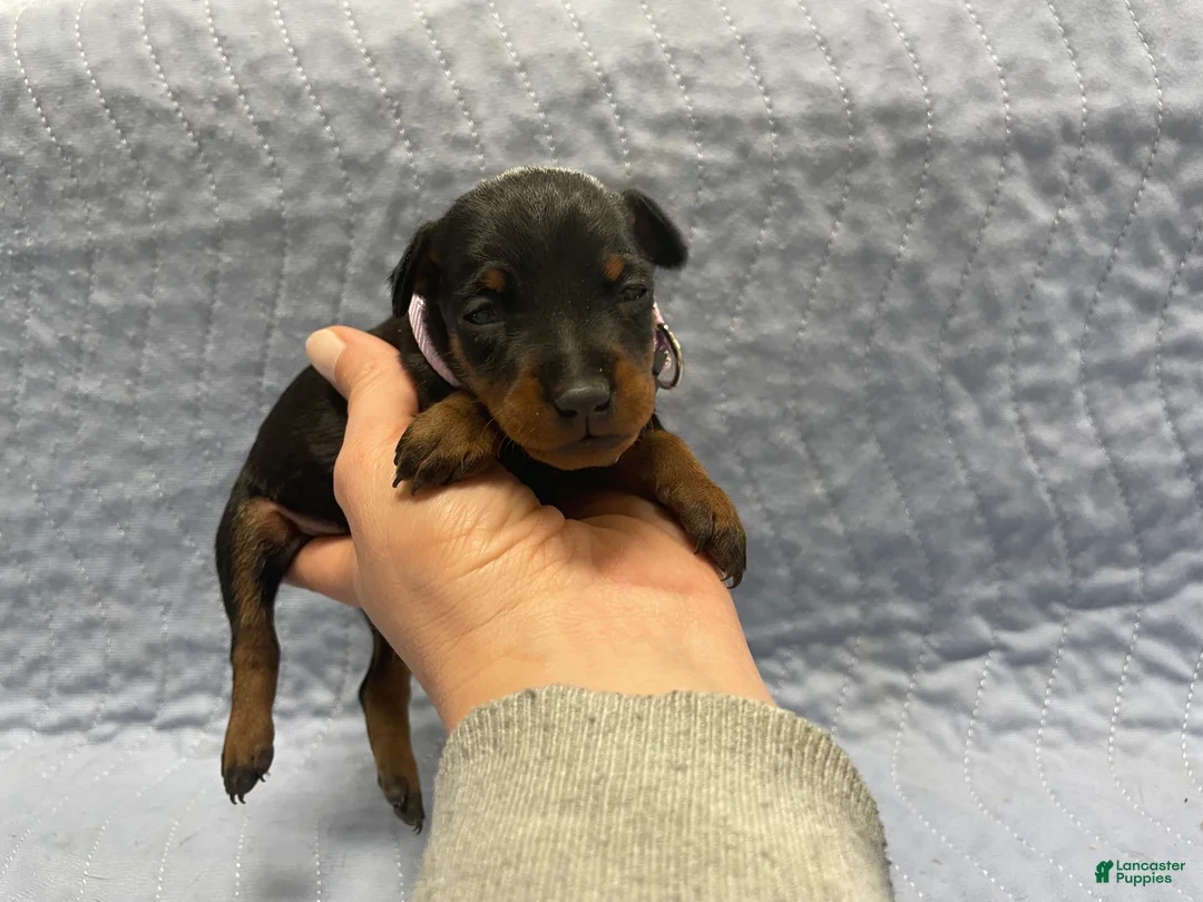 Miniature Pinscher dogs for sale: Miniature Pinscher Puppy 6 - Ad 1