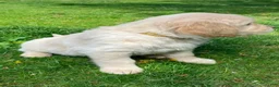 Golden Retriever dogs for sale: Golden Retriever Puppy 3 - Ad 3