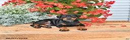 Doberman Pinscher dogs for sale: Otto - Ad 4