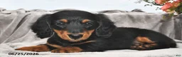 Miniature Dachshund dogs for sale: Remmie - Ad 3
