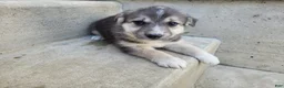 Gerberian Shepsky dogs for sale: Jackie - Ad 4