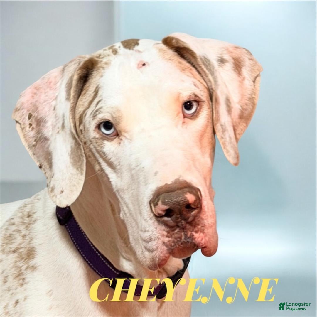 Great Dane dogs for sale: CARLA - CHOCOLATE HARLEQUIN - Ad 2