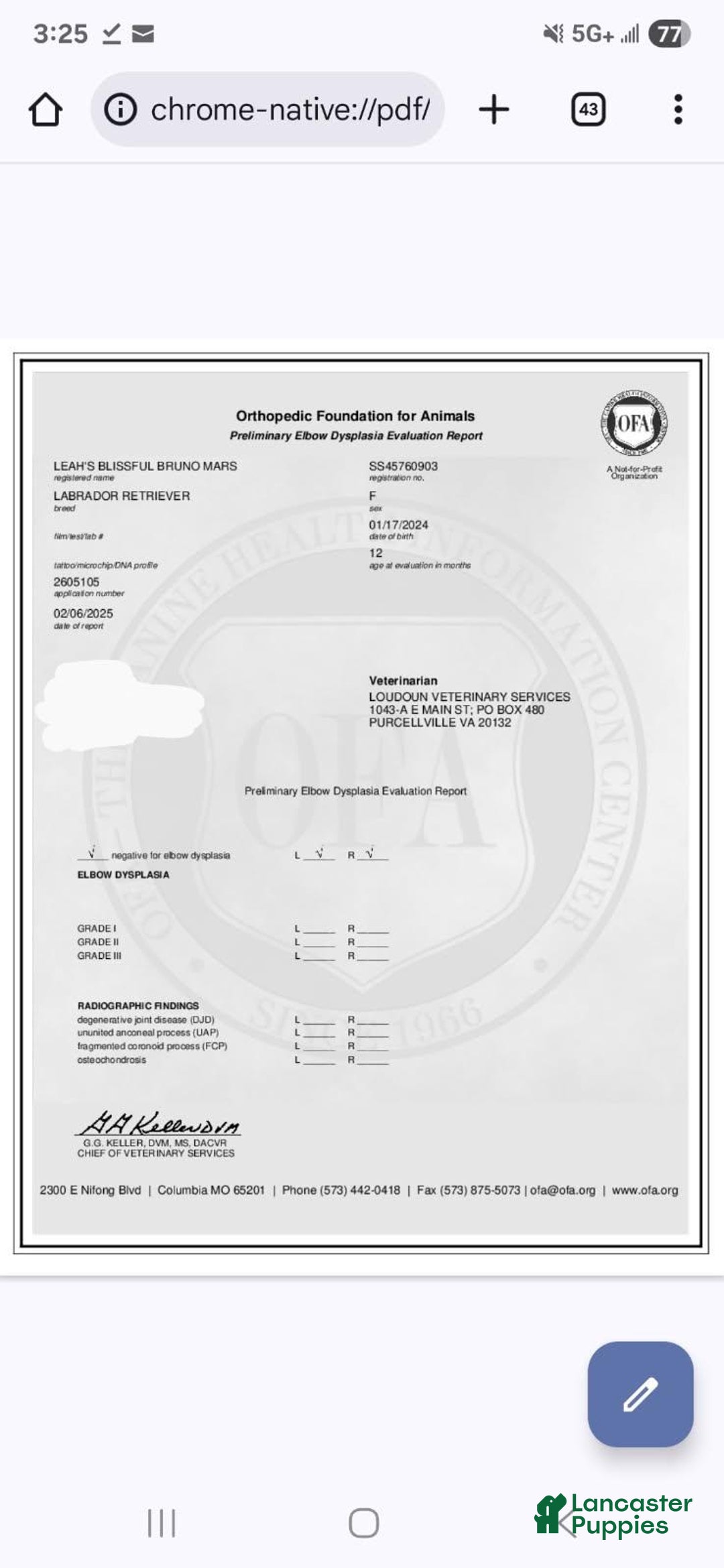 Labrador Retriever dogs for sale: Missy - Ad 5