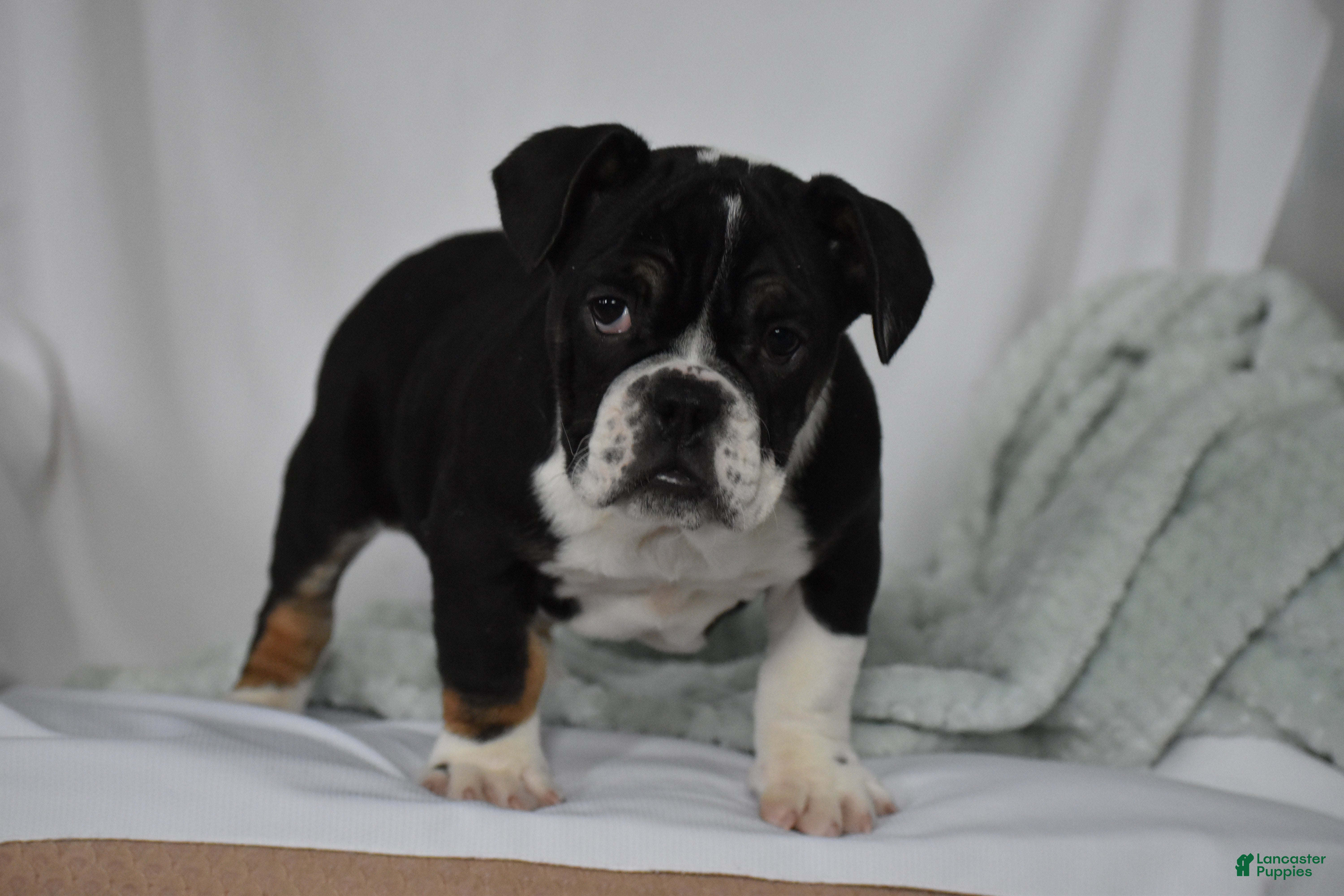 Mixed Breed dogs Hope - Ad 22