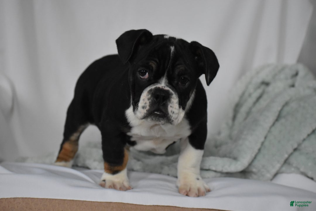 Mixed Breed dogs for sale: Hope - Ad 1