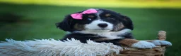 Mini Aussiedoodle dogs for sale: Layla🎀 - Ad 18