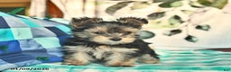 Morkie dogs for sale: Ellie  - Ad 4