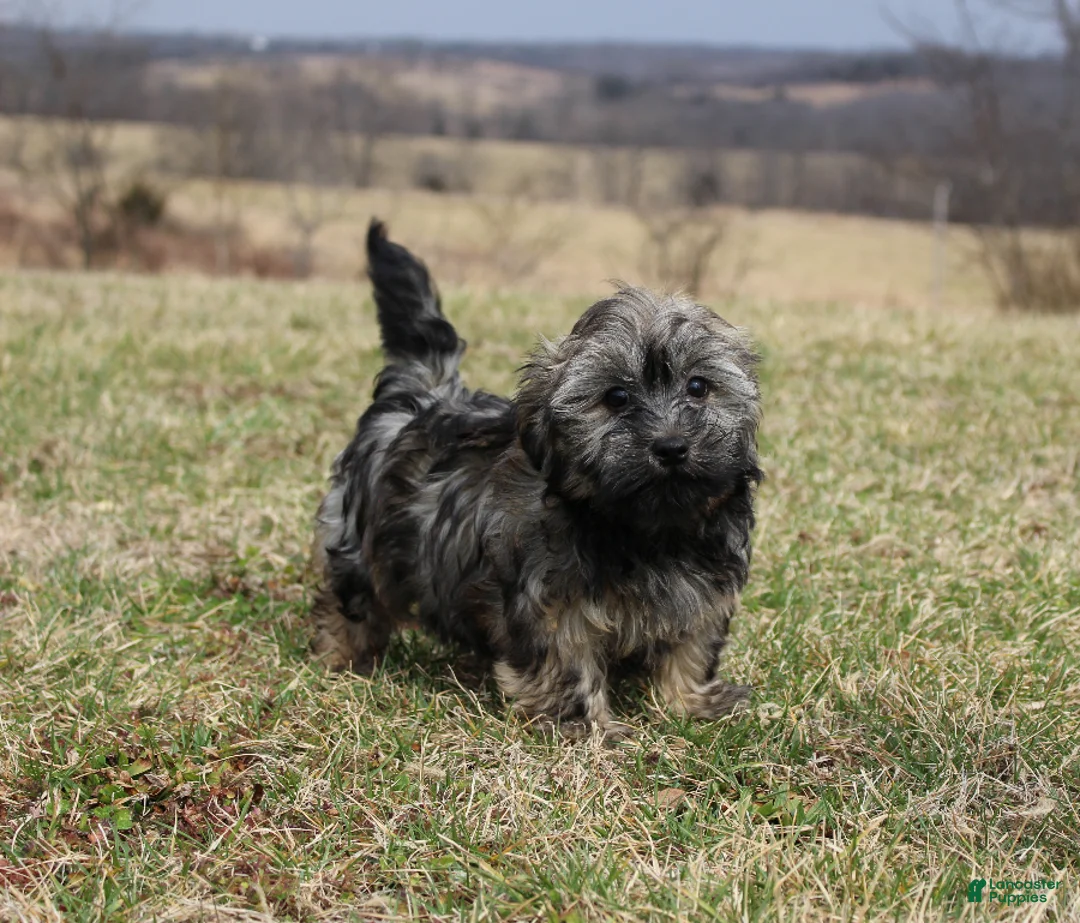 Havanese dogs for sale: Milo - Ad 2