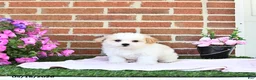 Maltipoo dogs for sale: Stacey - Ad 4