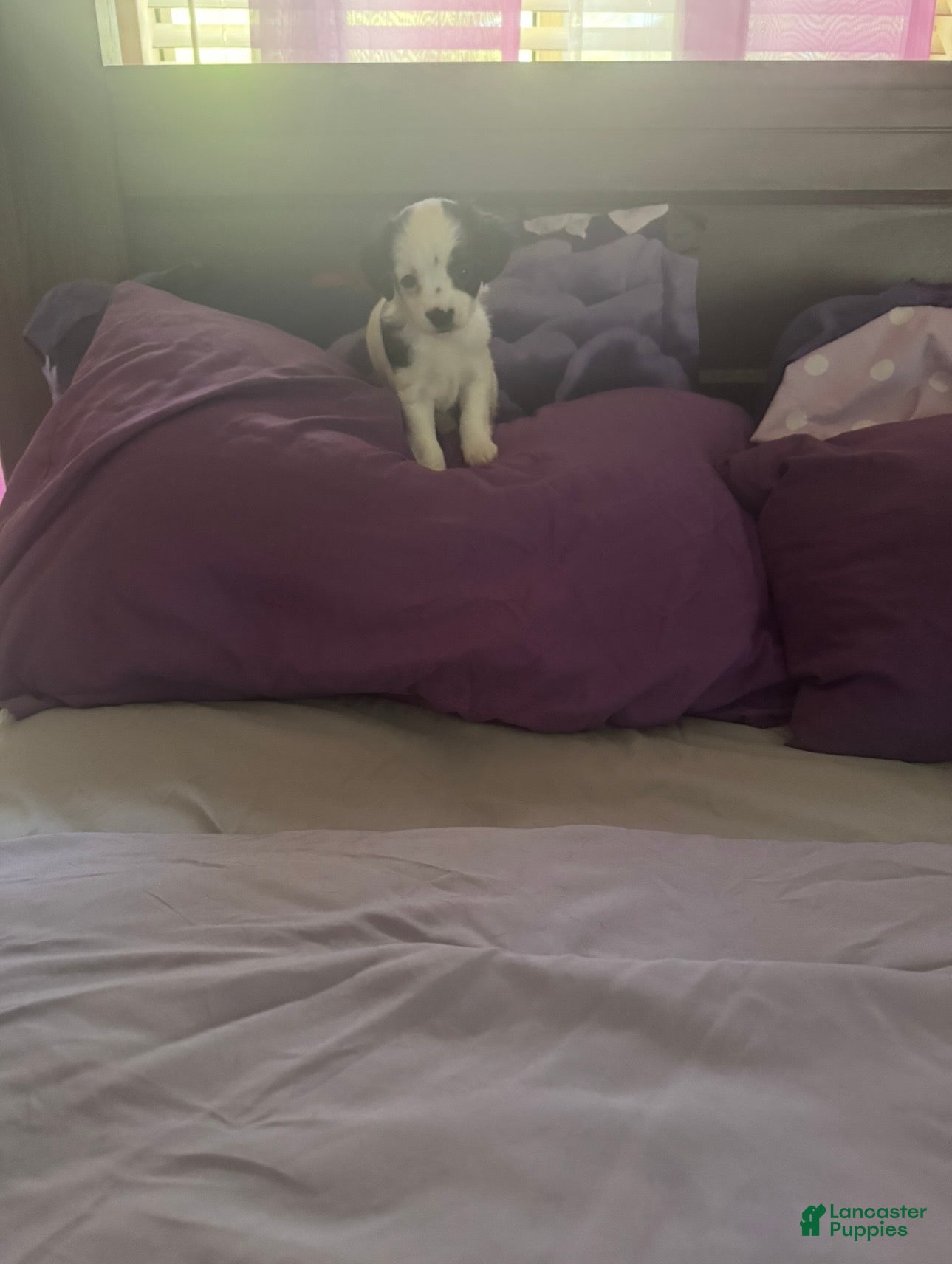 Chipoo dogs Chipoo 2 - Ad 2