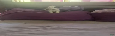 Chipoo 2