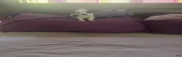 Chipoo dogs for sale: Chipoo 2 - Ad 1