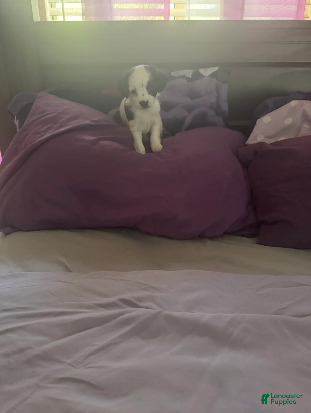 Chipoo dogs for sale: Chipoo 2 - Ad 1