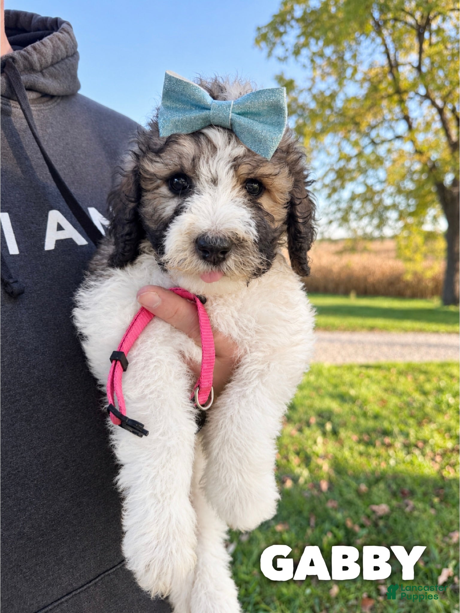 Saint Berdoodles dogs for sale: Gabby - standard f1b - Ad 8
