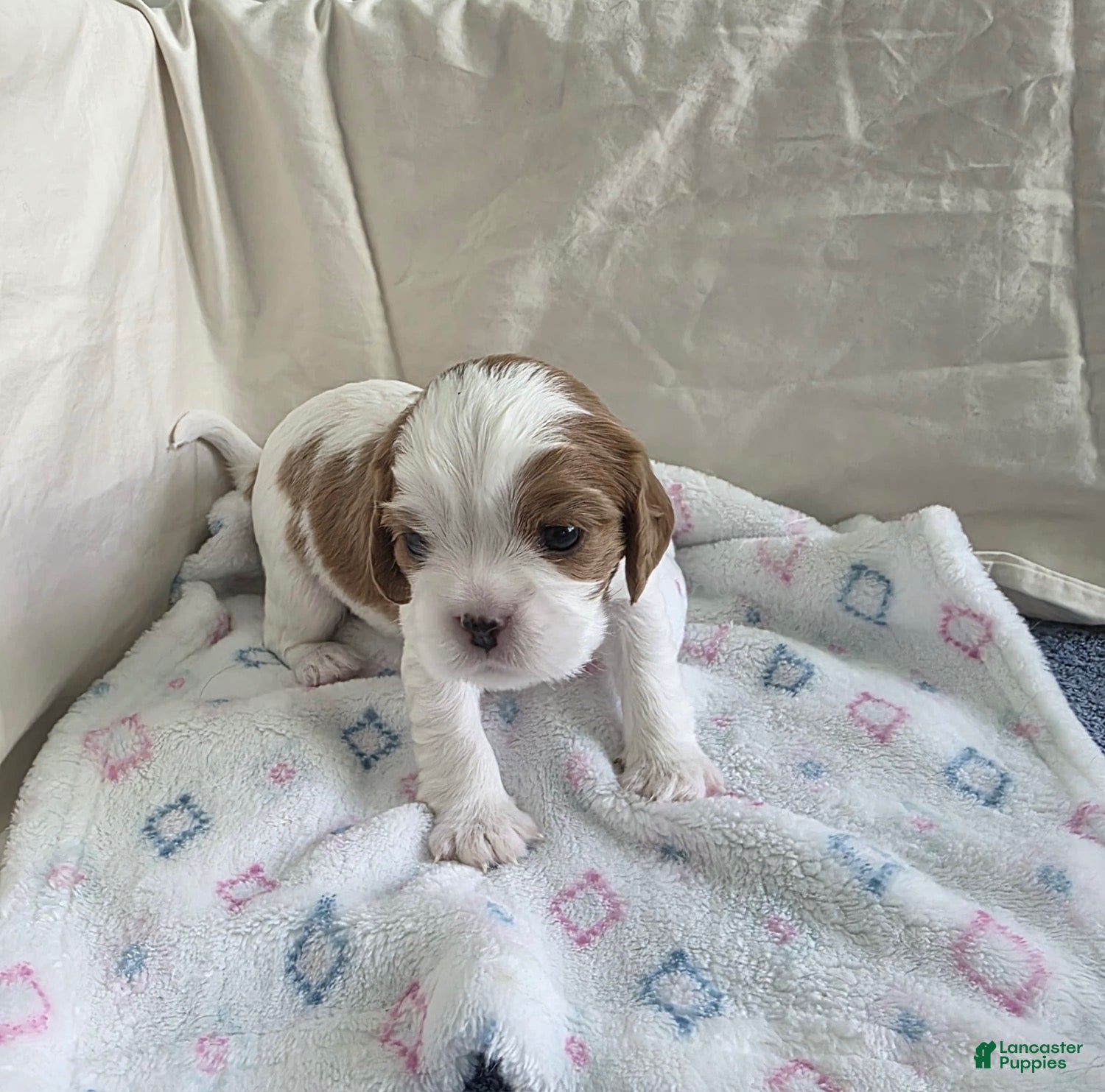Cavalier King Charles Spaniel dogs Buster - Ad 2