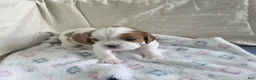 Cavalier King Charles Spaniel dogs for sale: Buster - Ad 2