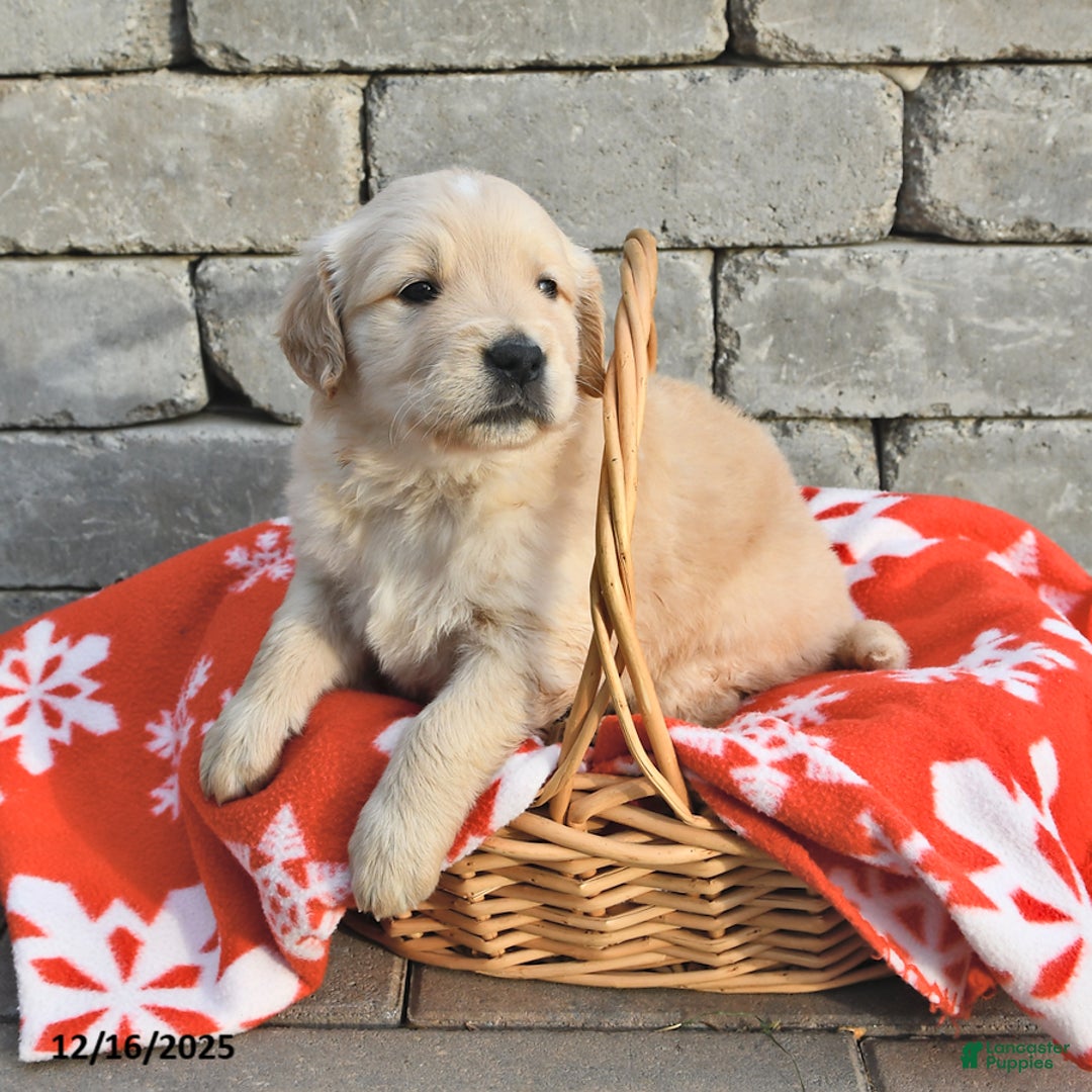 Golden Retriever dogs for sale: Dakota - Ad 2
