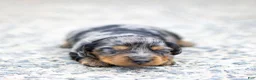 Miniature Dachshund dogs for sale: Dolly Miniature Dachshund Puppy  - Ad 4
