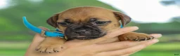 Jug dogs for sale: Zippy Jug Puppy - Ad 4