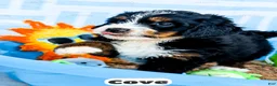 Bernedoodle dogs for sale: Cove - Ad 17