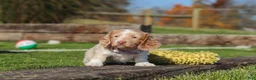 Miniature Dachshund dogs for sale: Autumn - Ad 6