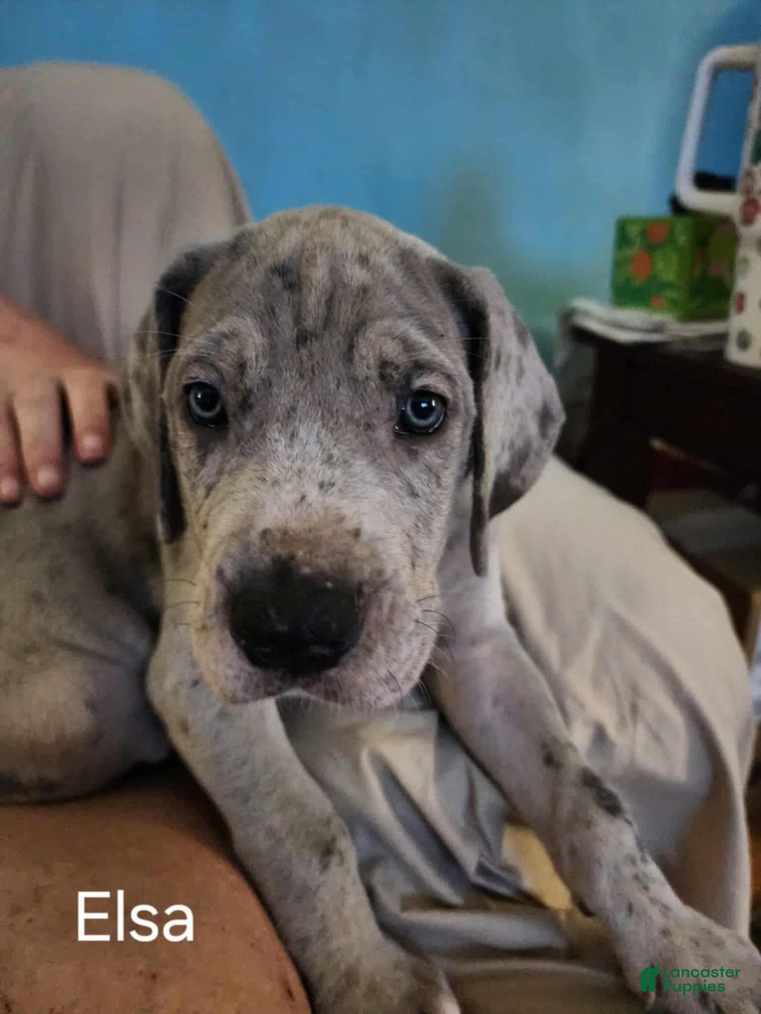 White Great Blue Merle Great Dane Puppies For Sale Eyes Great Dane