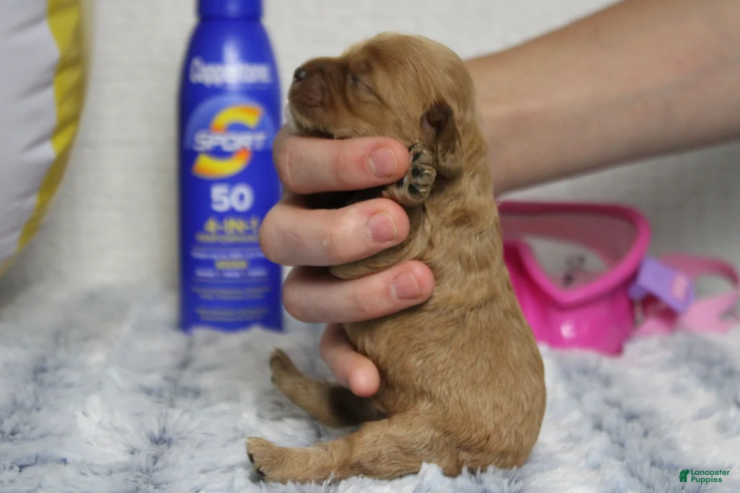 Cockapoo dogs for sale: Jocelyn - Ad 2