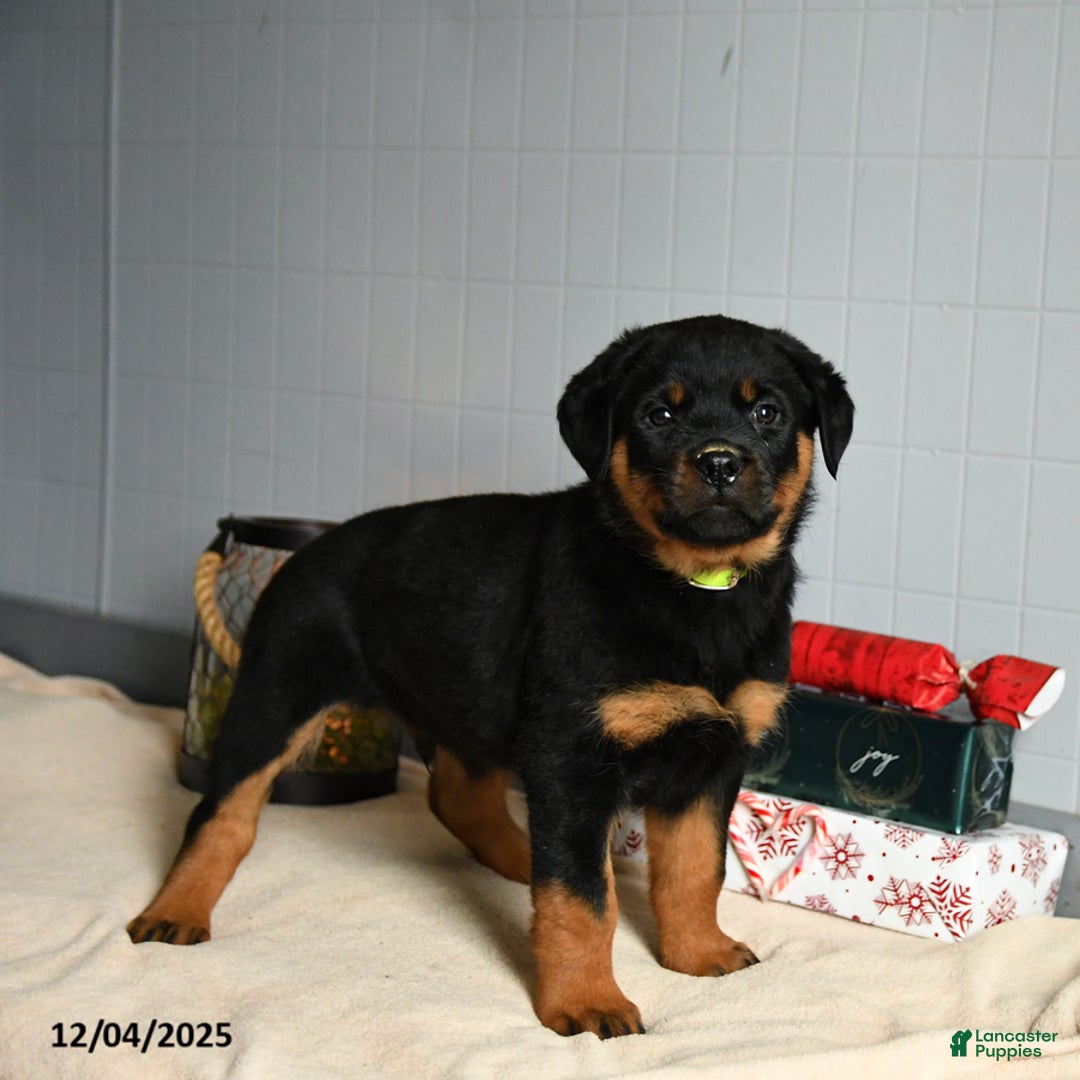 Rottweiler dogs for sale: Snickers - Ad 2