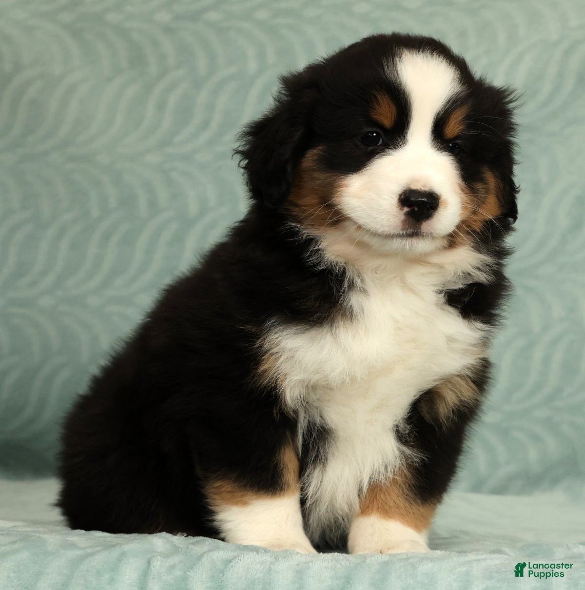 Australian Shepherd dogs June - Ad 2
