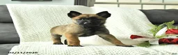 Belgian Malinois dogs for sale: Blossom - Ad 4