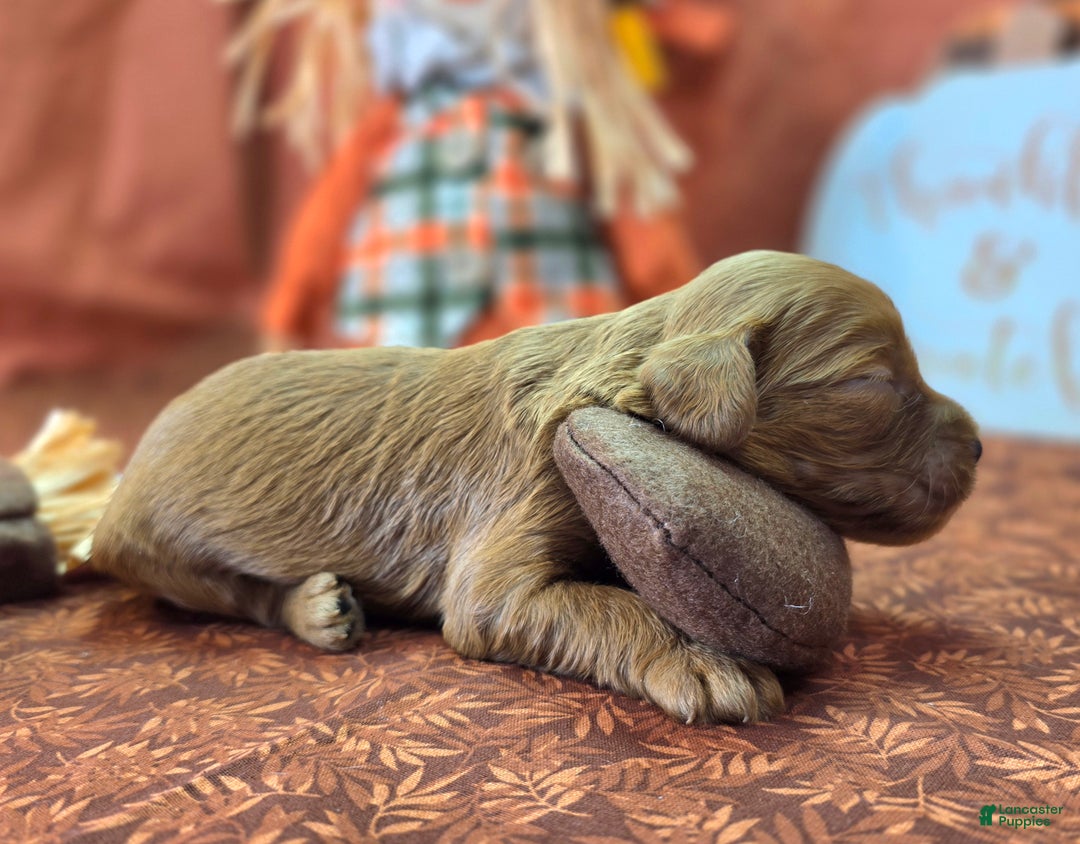 Cockapoo dogs for sale: Captain Dan - Ad 14