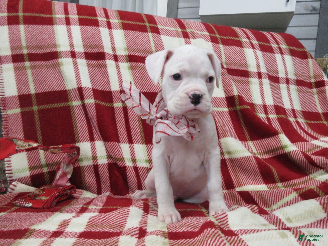 Boxer dogs for sale: Zion - Ad 2